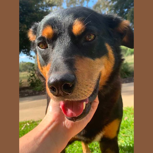 Photo of Rex