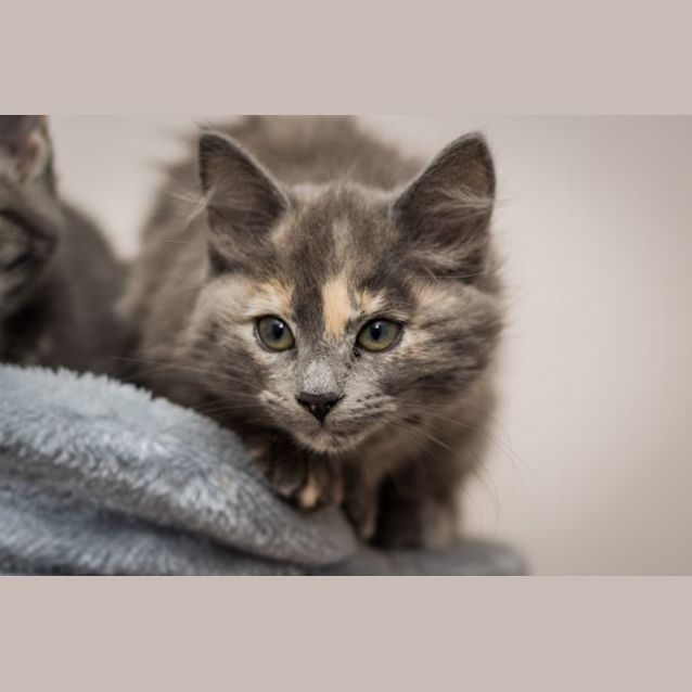 Photo of Eleven (Elle)