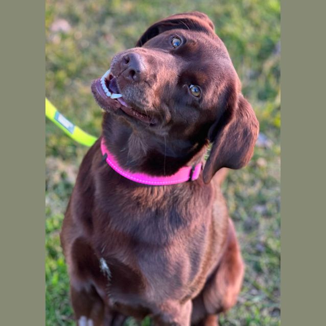 Photo of Kit Kat 