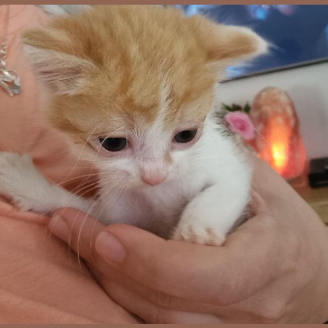 Photo of Butterscotch 