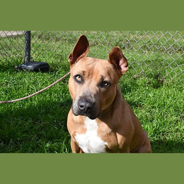 Photo of Posie 34480 Campbelltown Acf