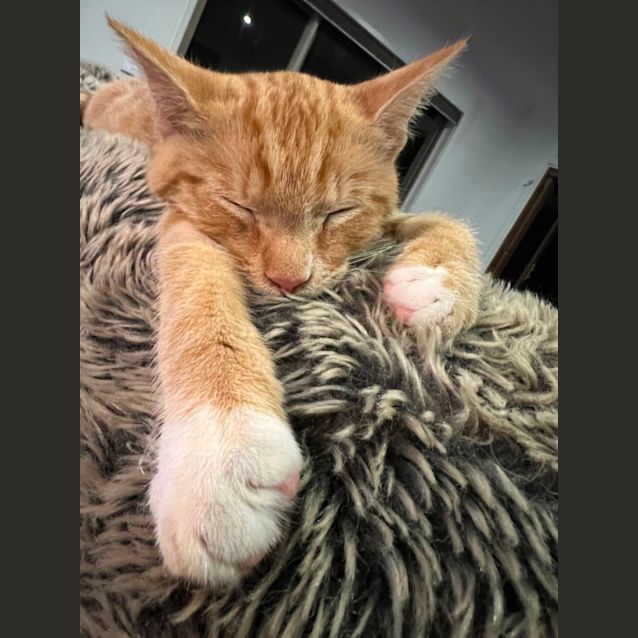 Photo of Biscuit Meet Me @Petstock Mornington Central