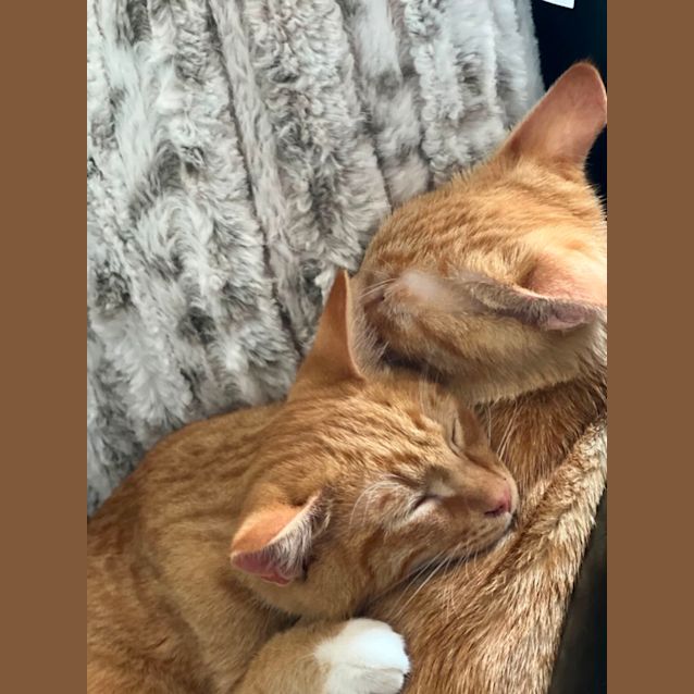 Photo of Cookie Meet Me @Petstock Mornington Central 