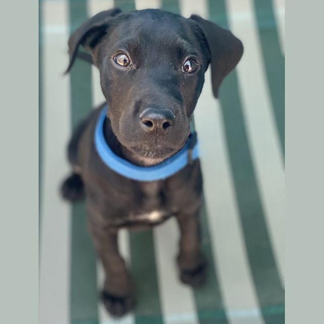 Photo of Archie