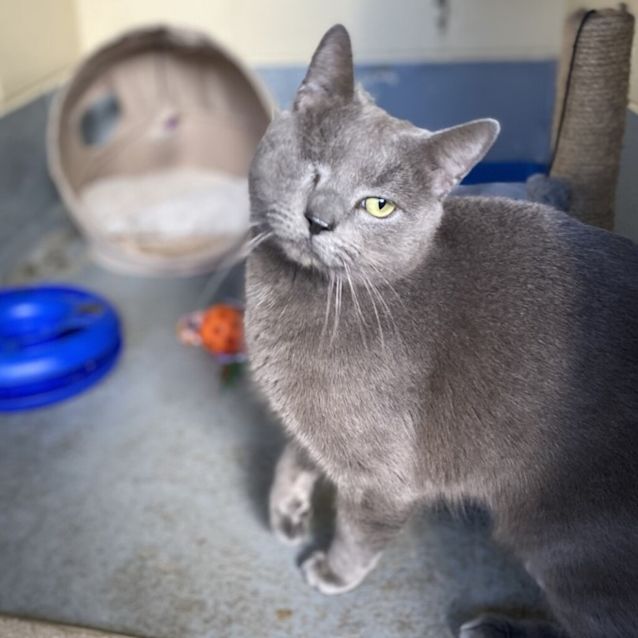 Photo of Winston