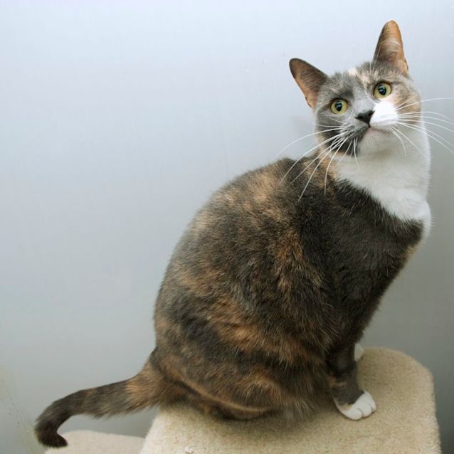 Photo of Daisy 