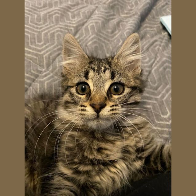 Photo of Mia And Murphy Are Bonded 