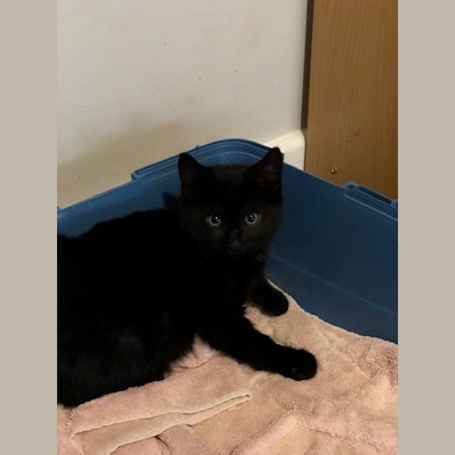 Photo of Lucifer   Located In Preston
