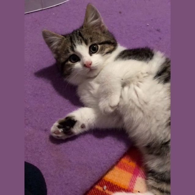 Photo of Rupert   Located In Preston