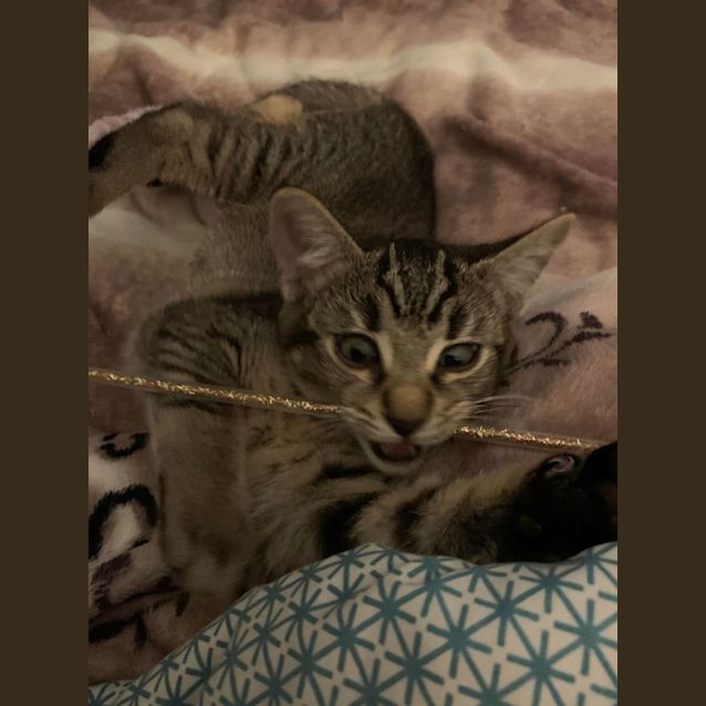 Photo of Hunter