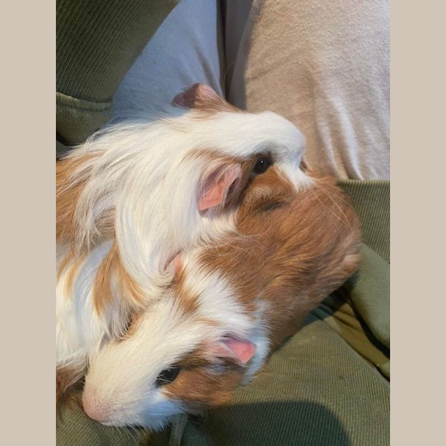 Photo of Fudge & Wilbur