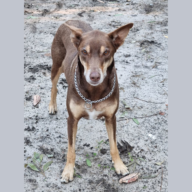 Photo of Harvey