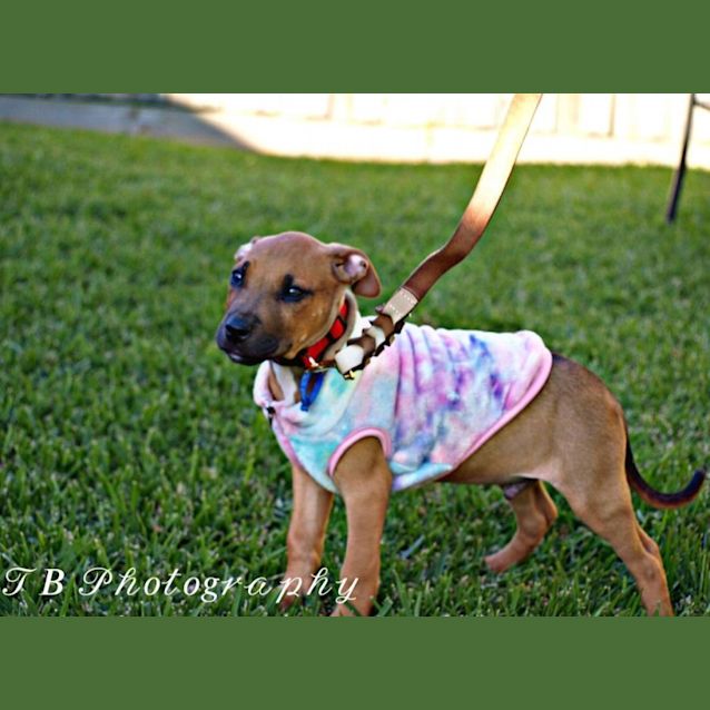 Photo of Scooby ~ Rhodesian Ridgeback X(on Trial 24/7/22)