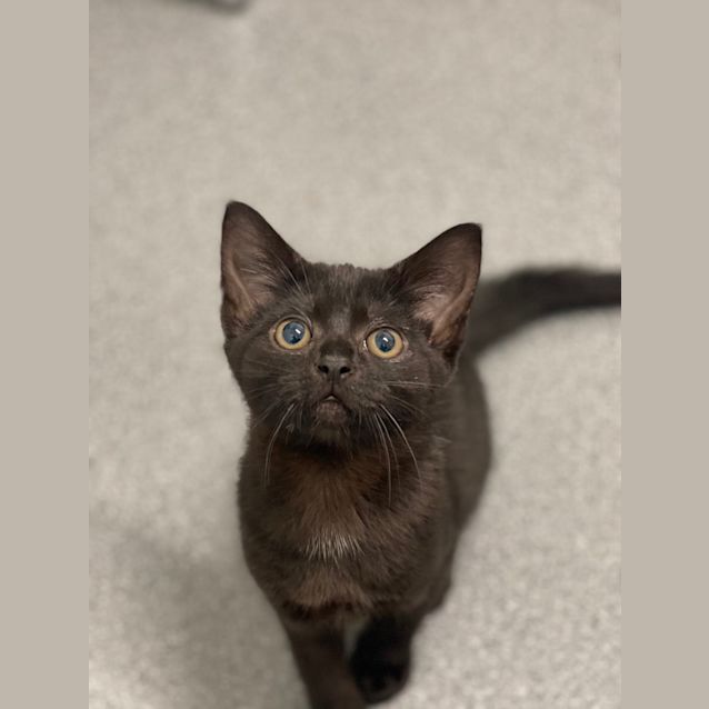 Photo of Scarlet