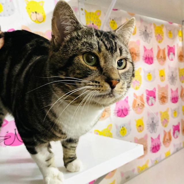 Photo of Tucker   Meet Me At Pet Stock Vermont Sth
