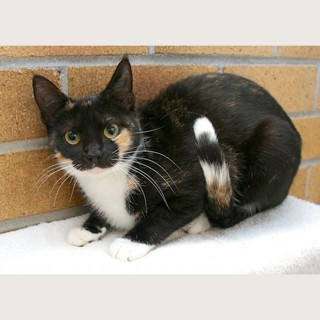 Photo of Princess Peach