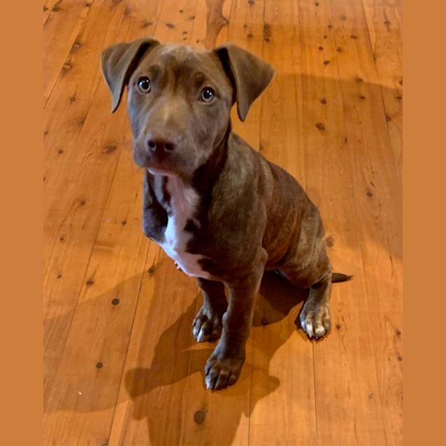 Photo of Teddy ~ 4mo Kelpie X Border (On Trial 13/8/22)