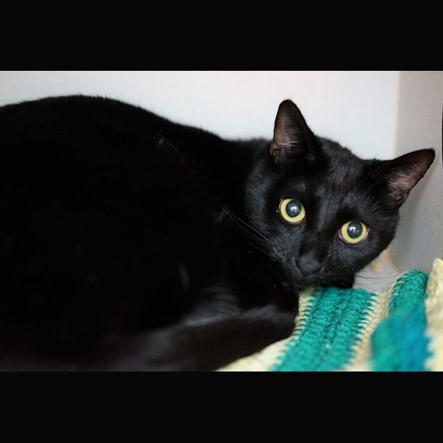 Photo of Merlin
