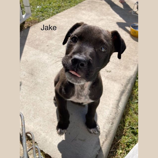 Photo of Jake