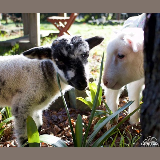 Photo of Jovi And Topaz