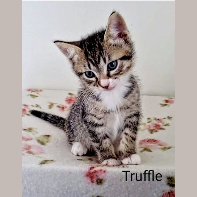 Photo of Truffle