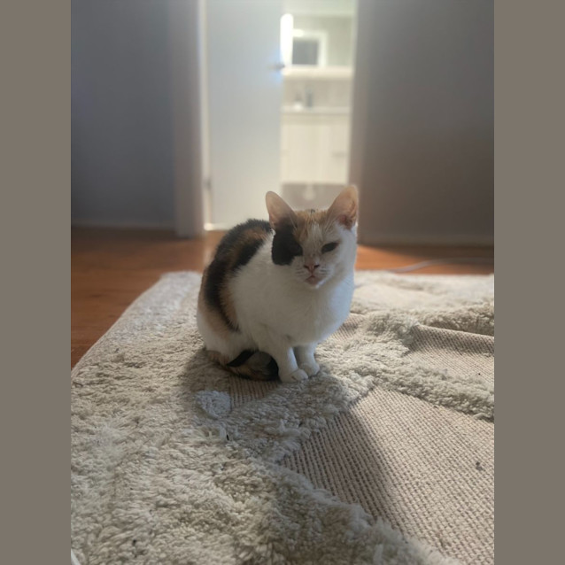 Photo of Star   8 Year Old Domestic Short Hair (Trial 29/6