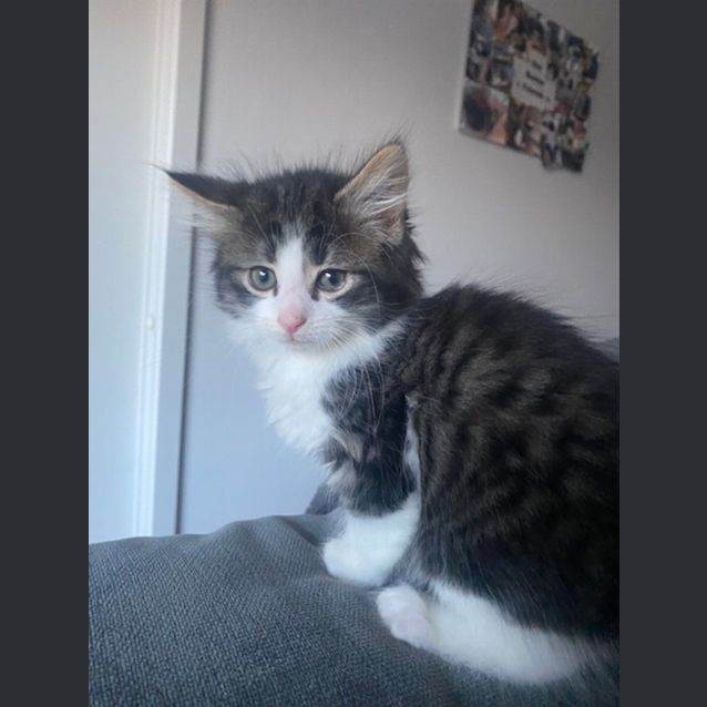 Photo of Shiloh