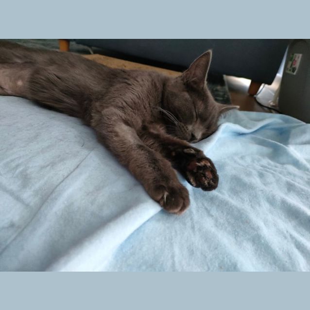 Photo of Peach