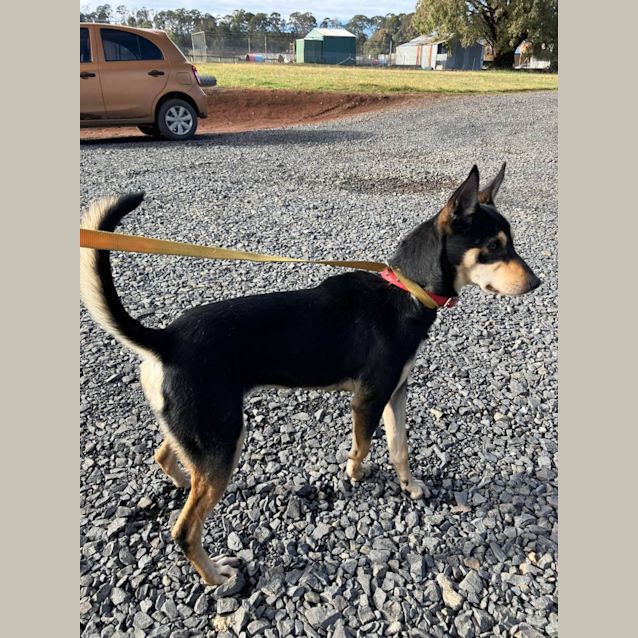 Photo of Sable