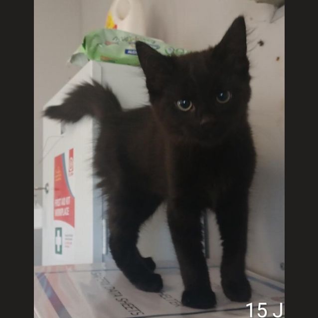 Photo of 21/22 0327 Blacky