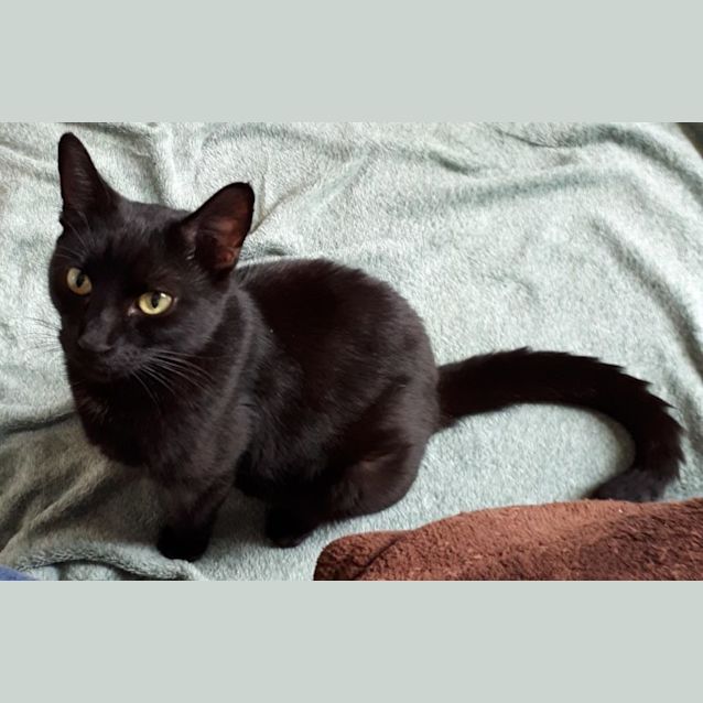 Photo of Raven