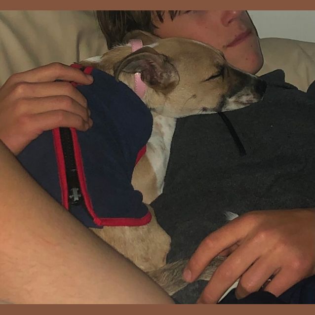 Photo of Winnie~4mo Jack Russell X(hold 28/7/22 Adopt Pend) 