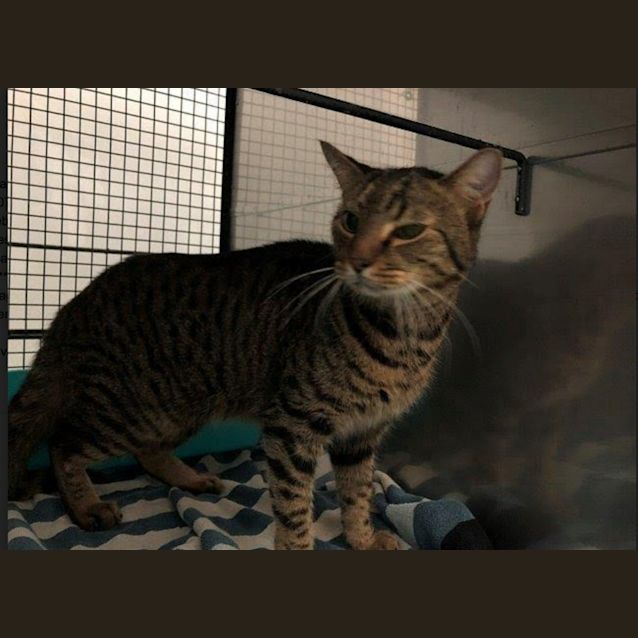 Photo of Tikka
