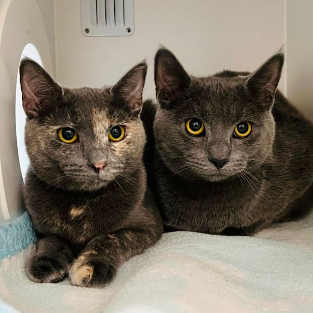 Photo of Anthony & Hyacinth