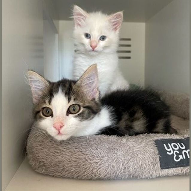 Photo of Dottie & Snowie