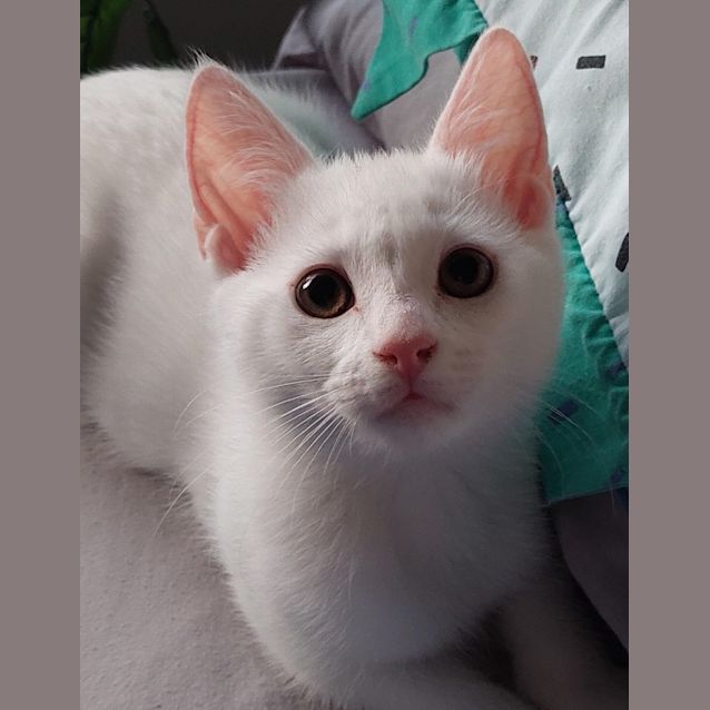 Photo of Flossy