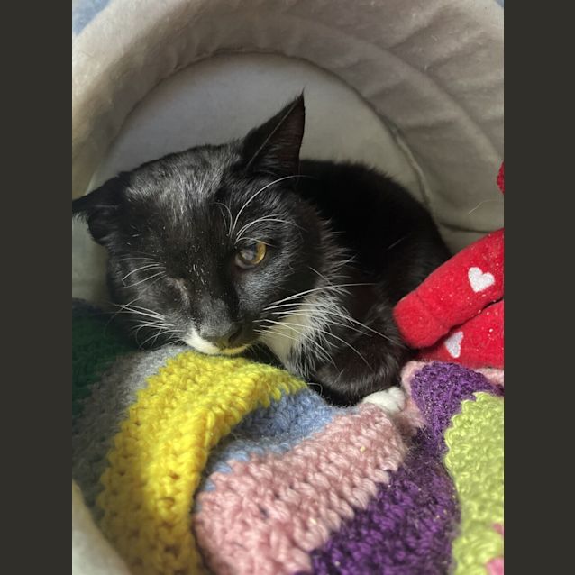 Photo of Tux
