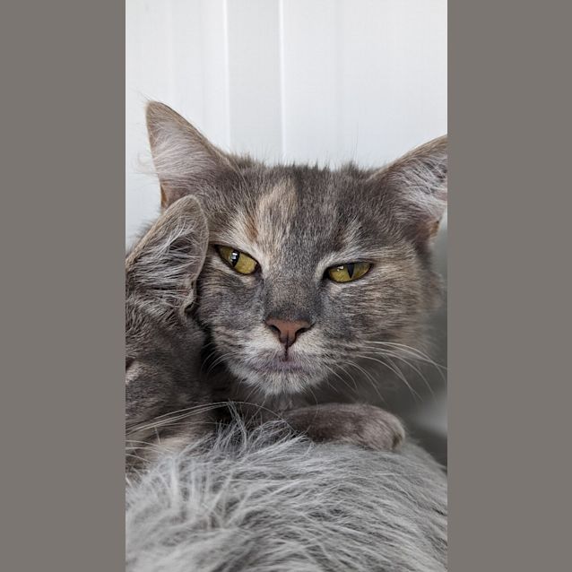 Photo of Daisy