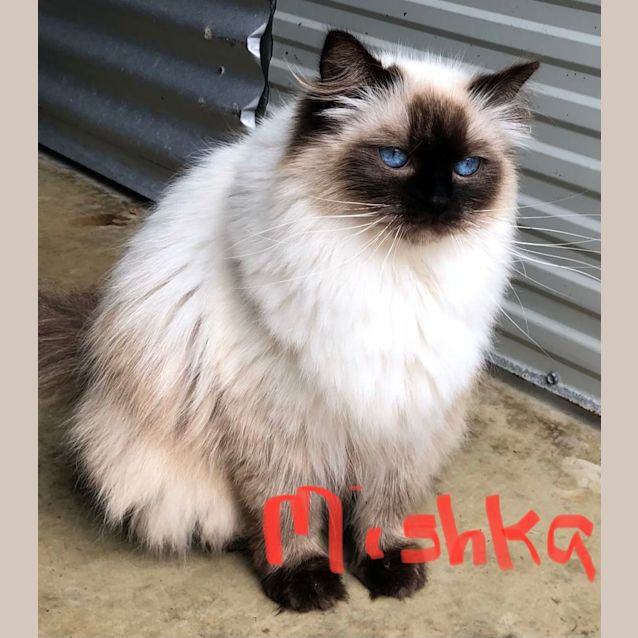 Photo of Mischka 