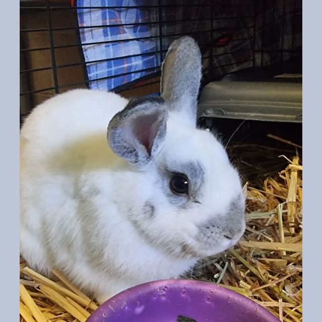 Photo of Snuggles