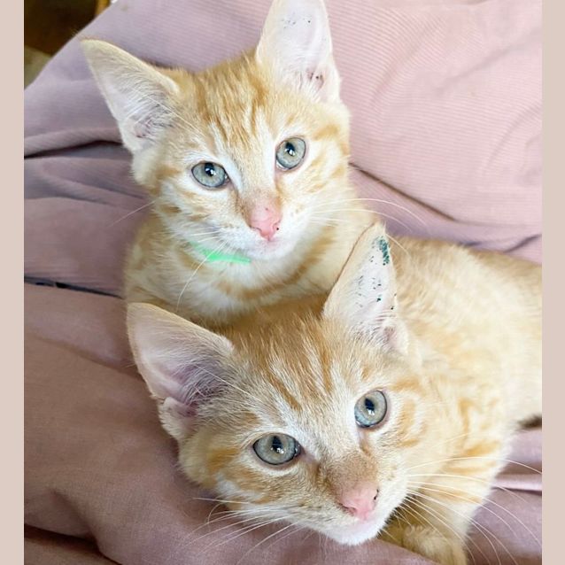 Photo of Ponyo & Bingley