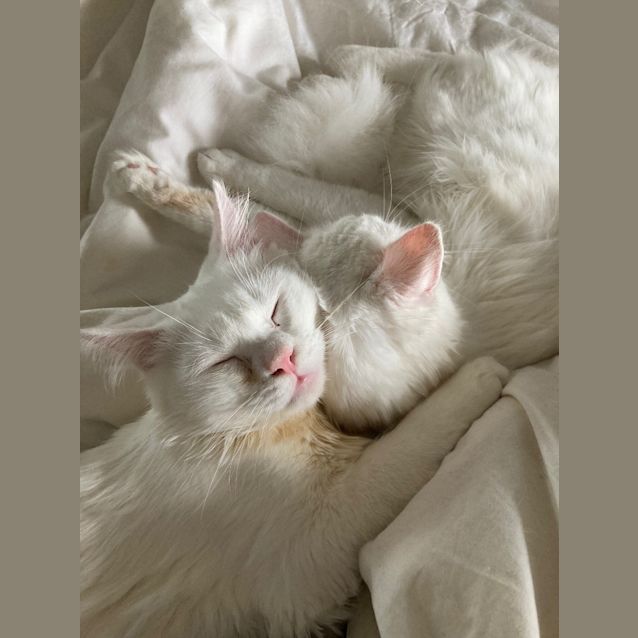 Photo of Albus And Grindlewald