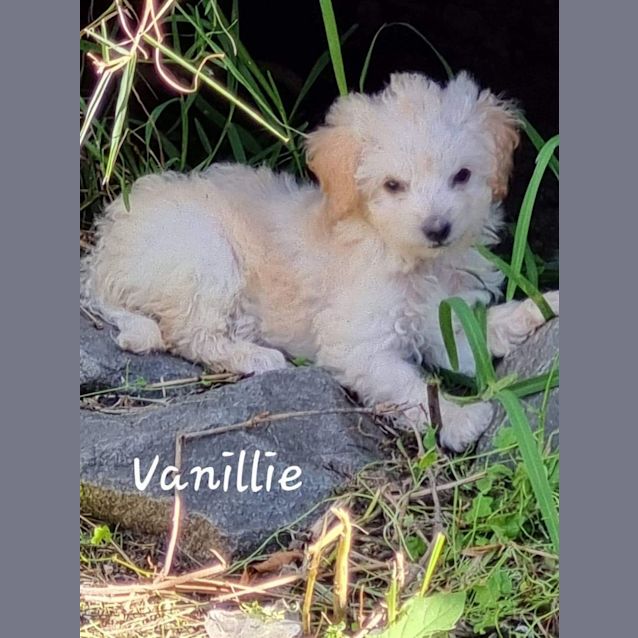 Photo of Vanillie 