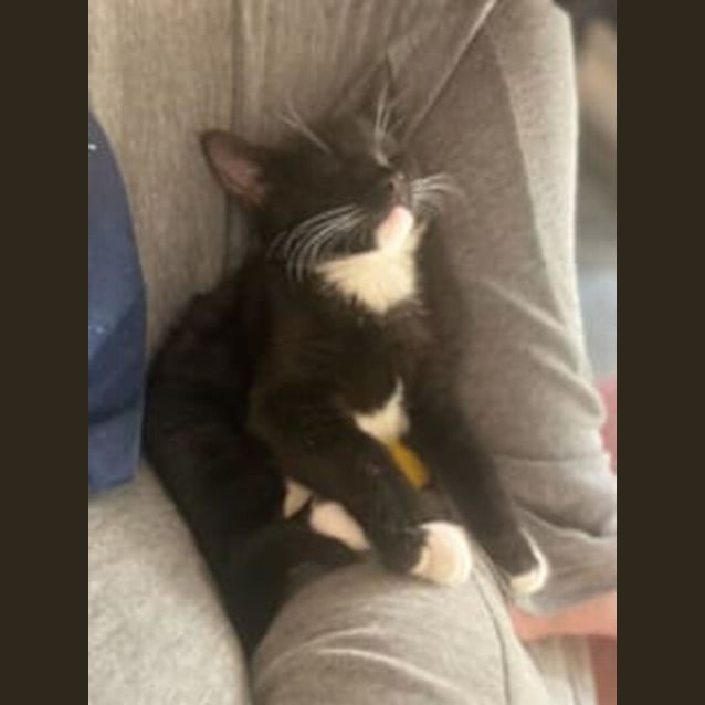 Photo of 🦸‍♂️steve Rogers🦸‍♂️