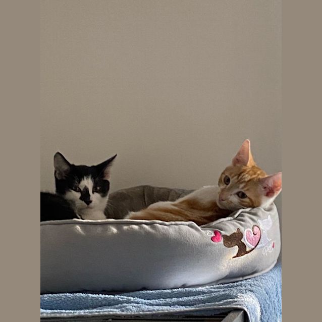 Photo of Ginger Puff