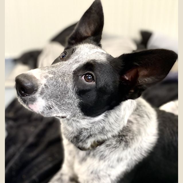 Photo of Pilot