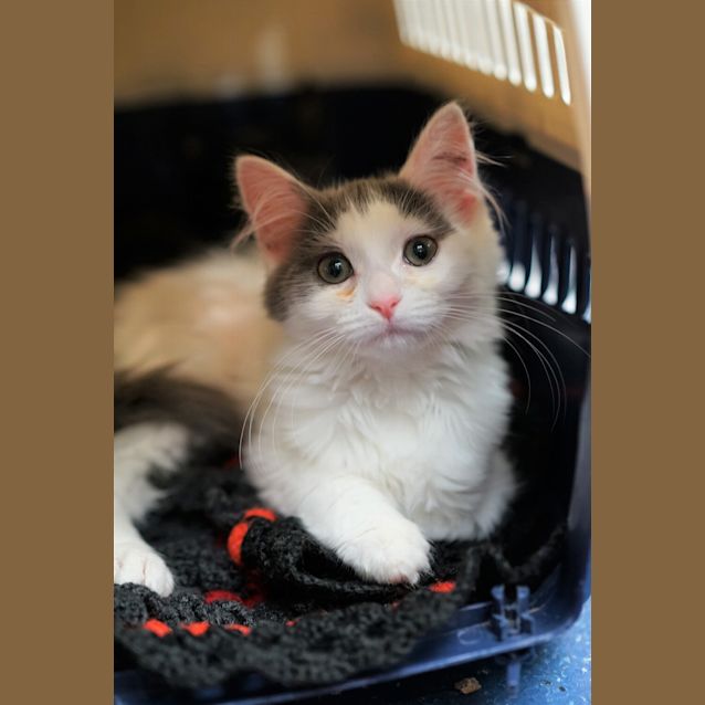 Photo of Skye