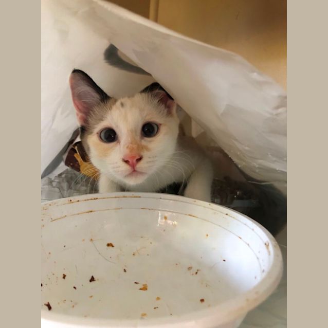 Photo of Pepper