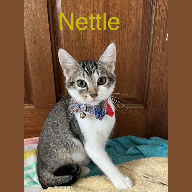 Photo of Nettle