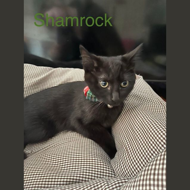 Photo of Shamrock